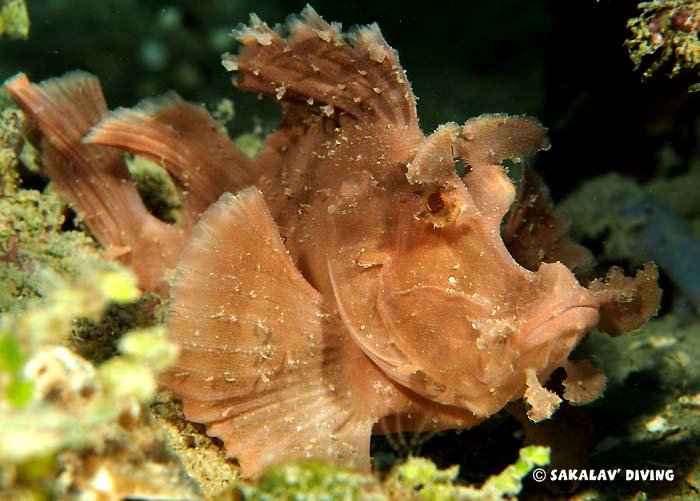 diving video courses in Madagascar